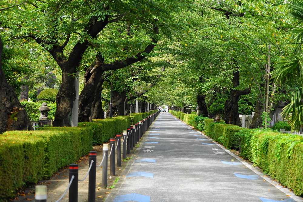 南青山の緑豊かな街路